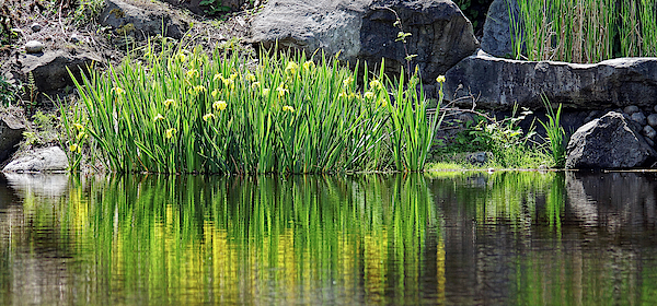 Colorful Reflections by Cameron Wood Colorful Reflections by Cameron Wood